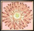 Brilliant Blossom Iv by Chariklia Zarris Limited Edition Pricing Art Print