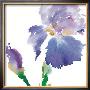 Iris by Summer Thornton Limited Edition Pricing Art Print