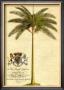 Date Palm by Georg Dionysius Ehret Limited Edition Print
