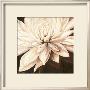 Dahlia Variabilis by Rian Withaar Limited Edition Pricing Art Print