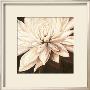 Dahlia Variabilis by Rian Withaar Limited Edition Print