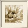 Peaceful Bloom Ii by Chris Zalewski Limited Edition Print
