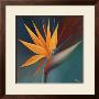 Bird Of Paradise I by Vivien Rhyan Limited Edition Print