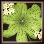 Organic Green Flower Head by Kate Knight Limited Edition Print