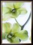 Orchid I by Annemarie Peter-Jaumann Limited Edition Print