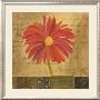 Orange Flower by Cristina Valades Limited Edition Print