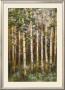 Aspen Beauty Iii by Scott Lee Limited Edition Pricing Art Print