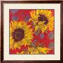 Sunflower Ii by Shari White Limited Edition Pricing Art Print