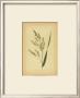 Grasses V by Edward Lowe Limited Edition Print