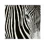 Zebra by David Barczak Limited Edition Print