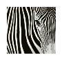 Zebra by David Barczak Limited Edition Pricing Art Print