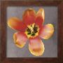 Sunshine Tulip by Erin Clark Limited Edition Print