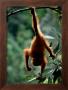 Natural Gymnast by Anup Shah Limited Edition Print
