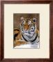 Siberian Tiger by Mauritius Limited Edition Print