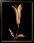 Lily by Joyce Tenneson Limited Edition Print