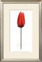Red Tulip by Jay Schadler Limited Edition Pricing Art Print