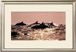 Dolphins by Bob Talbot Limited Edition Pricing Art Print