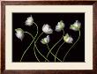 Seven Spring Greens by Harold Feinstein Limited Edition Print