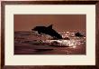 Delphinus Delphis by Bob Talbot Limited Edition Print