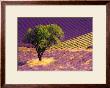 Provence Scene by Alain Christof Limited Edition Print