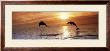 Sunset Dolphins by Stuart Westmoreland Limited Edition Print