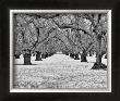 Old Walnut Orchard by Dennis Frates Limited Edition Print