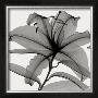 Lily Ii by Don Dudenbostel Limited Edition Print