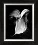 Anthurium by Harold Silverman Limited Edition Print
