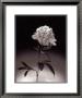Peonies by Dick & Diane Stefanich Limited Edition Print