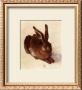 Young Hare by Albrecht Dürer Limited Edition Pricing Art Print