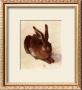 Young Hare by Albrecht Durer Limited Edition Print
