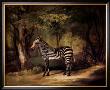 Zebra by George Stubbs Limited Edition Print