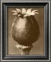 Sepia Botany Study I by Karl Blossfeldt Limited Edition Pricing Art Print