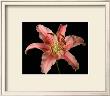 Dream Lilies Iv by Renee Stramel Limited Edition Pricing Art Print