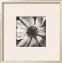 Anemone I by Graeme Harris Limited Edition Pricing Art Print