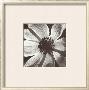 Anemone I by Graeme Harris Limited Edition Print