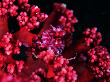 Symbiont Shrimp Of The Soft Corals (Dasycaris Ceratops) by Andrea Ferrari Limited Edition Print