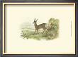 Petite Row Deer by W.H. Lizars Limited Edition Print