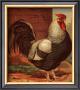 Rose-Combed Dorking Cock by Cassell's Poultry Book Limited Edition Print