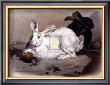 Black And White Rabbits by S. Teissier Limited Edition Pricing Art Print