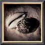 Cowrie by Laurel Wade Limited Edition Pricing Art Print