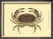Antique Crab Iv by James Sowerby Limited Edition Pricing Art Print