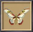Solitary Butterfly Ii by Jennifer Goldberger Limited Edition Print