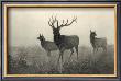 American Elk by R. Hinshelwood Limited Edition Pricing Art Print