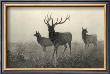 American Elk by R. Hinshelwood Limited Edition Print