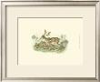 Petite Fallow Deer by W.H. Lizars Limited Edition Print