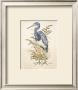 Tricolor Heron (Detail) by Chad Barrett Limited Edition Print