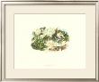 Pair Of Frogs Ii by J. W. Wood Limited Edition Print