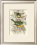 Blue Titmouse by Sir William Jardine Limited Edition Print