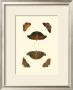 Cramer Butterfly Study Iii by Pieter Cramer Limited Edition Pricing Art Print